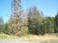  02_trees.jpg 