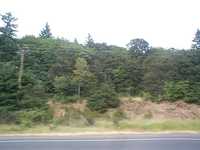  11_forest.jpg 