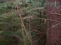  16_in_forest.jpg 