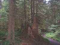  17_old_forest.jpg 