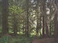  18_forest.jpg 