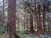  19_more_forest.jpg 