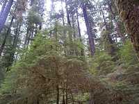  23_forest_attack.jpg 
