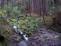  25_stream_and_moss.jpg 