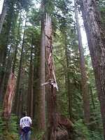  30_catastrophe_befallen_tree.jpg 