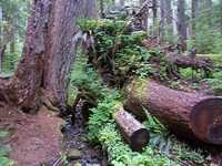  32_fallen_trees.jpg 