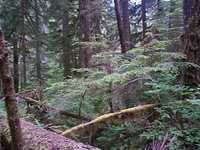  33_more_fallen_trees.jpg 