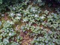  34_nice_looking_flowers_of_unknown_species.jpg 