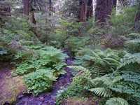  35_stream_with_ferns.jpg 