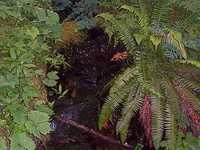  38_fern_closeup.jpg 