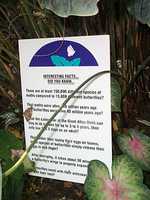  32_butterfly_facts.jpg 