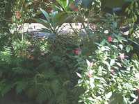  34_butterfly_inhabited_plants.jpg 