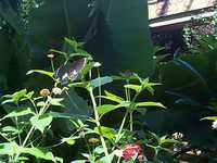  35_lovely_butterfly.jpg 