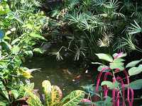 36_goldfish_pond.jpg 