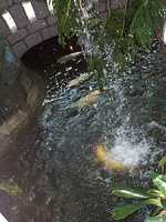  38_goldfish.jpg 