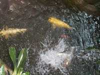  39_goldfish.jpg 