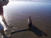  0204-beach-004.jpg 