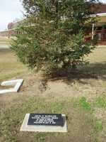  54-arvin-jack-schulze-tree.jpg 
