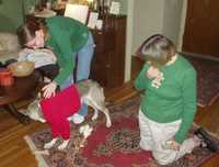  64-goofy-dog-sweater.jpg 
