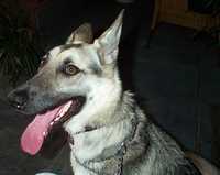  06-gretel-portrait-of-a-serial-dog.jpg 