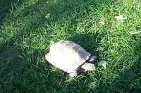  02-tortoise-in-the-sun.jpg 