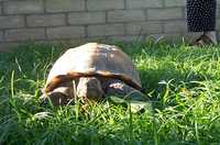  03-face-to-face-with-tortoise.jpg 