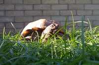  04-tortoise-sees-tasty-grass.jpg 