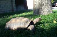  06-stately-tortoise.jpg 