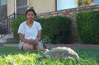  07-tortoise-approaches-sumana.jpg 