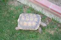  08-tortoise-from-above.jpg 