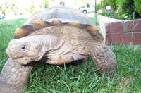  10-don't-mess-with-tortoise.jpg 