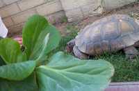  15-hungry-hungry-tortoise.jpg 