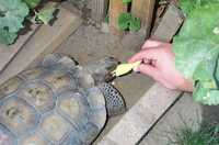  23-tasty-squash.jpg 