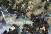  12-tide-pool-closeup.jpg 
