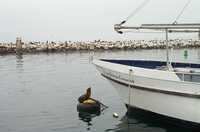  17-docked-sea-lion.jpg 