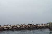  18-sea-lion-hangout.jpg 