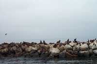  19-sea-lions-catching-rays.jpg 