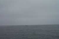  23-whale.jpg 