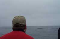 25-whale-and-hat.jpg 