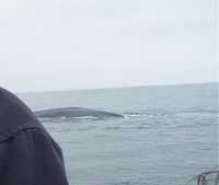 26-close-blue-whale.jpg 