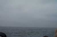  32-whale.jpg 