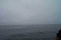  34-whale.jpg 