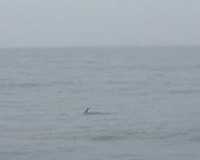 36-dolphin-fin.jpg 