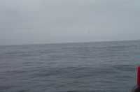  37-sea-and-seabird.jpg 