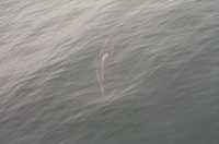  38-dolphin-closeup.jpg 