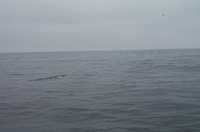  39-dolphin-splash.jpg 