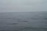  40-dolphin-wakes.jpg 