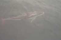  41-awesome-dolphin-closeup.jpg 