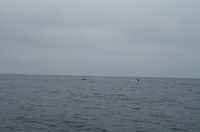  43-whale-and-fluke.jpg 