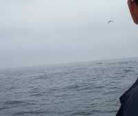  44-whales-and-bird.jpg 